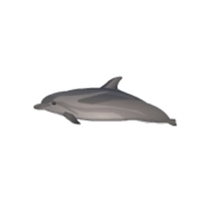 Striped Dolphin